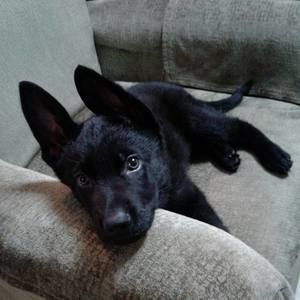 Meet your Posher, Brandon